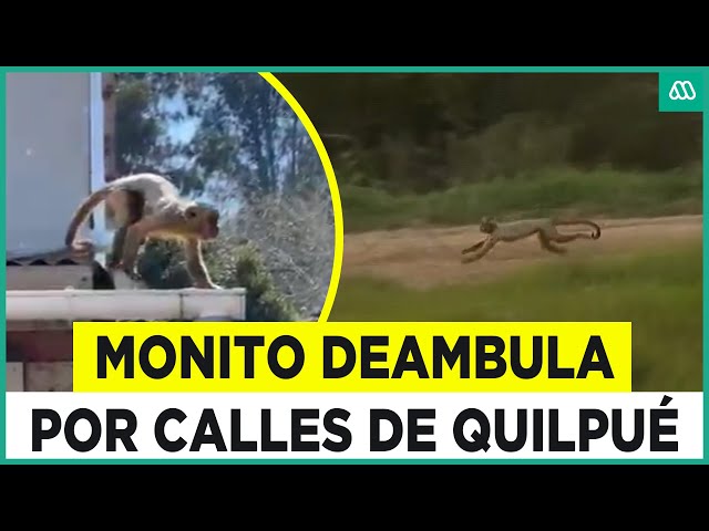 Monito deambula en Quilpué tras escapar de Eco-Parque: Gran operativo para capturarlo