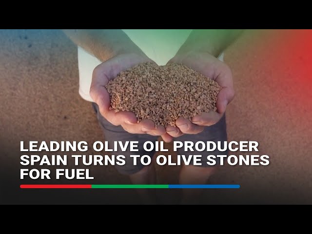 ⁣Leading olive oil producer Spain turns to olive stones for fuel