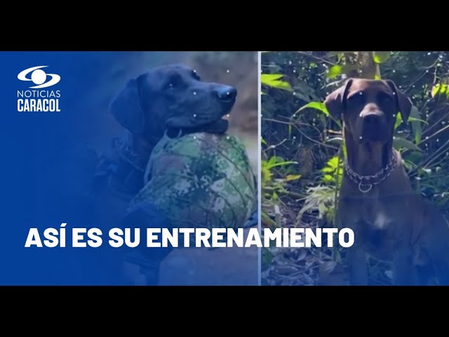 ⁣Conozca a Rafa, perro adoptado que ahora es pieza clave para operaciones militares