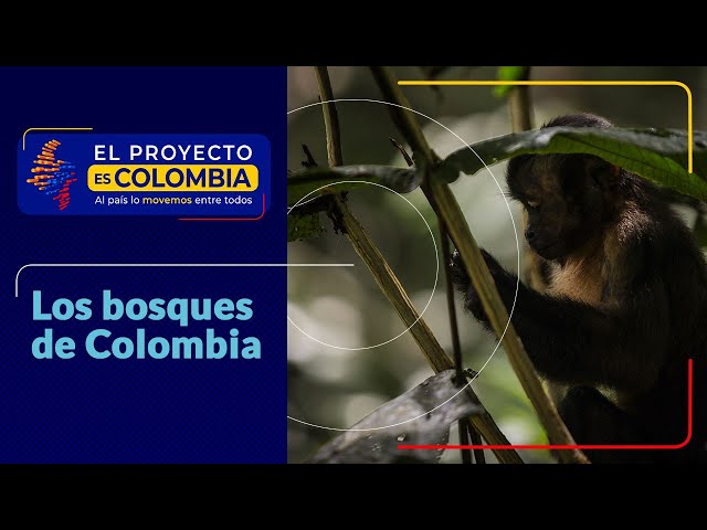 ⁣Los bosques de Colombia: sumérjase en la biodiversa y única Amazonía