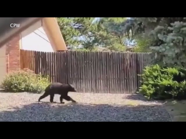 ⁣Bear wanders into Littleton neighborhood