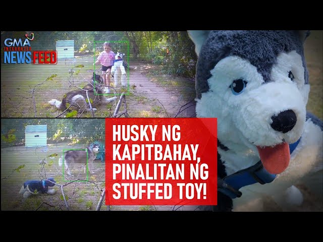 ⁣Husky ng kapitbahay, pinalitan ng stuffed toy! | GMA Integrated Newsfeed