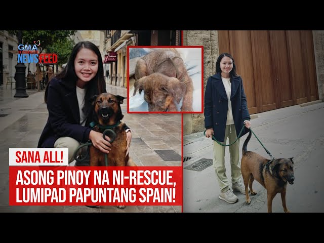 ⁣Sana all! Asong Pinoy na ni-rescue, lumipad papuntang Spain! | GMA Integrated Newsfeed