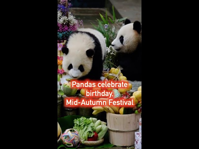 ⁣Pandas celebrate birthday, Mid-Autumn Festival in China's Ya'an