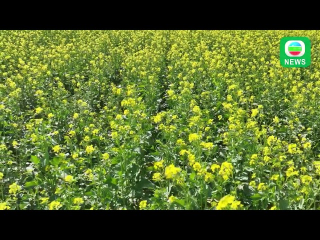 ⁣TVB News｜16 September 2024│Canola Flower Field in Xinjiang