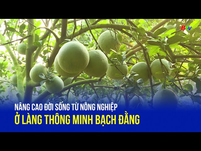 ⁣Nâng cao đời sống từ nông nghiệp ở làng thông minh Bạch Đằng