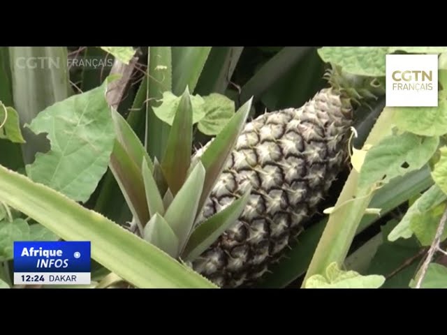 ⁣L’ANANAS PAIN DE SUCRE DU BÉNIN Un trésor agricole aux multiples atouts