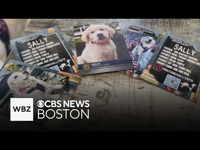 ⁣Massachusetts police departments uses K-9 trading cards to connect with students