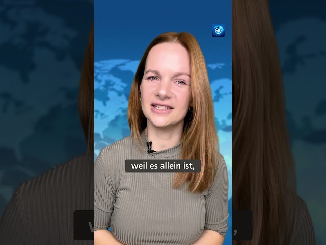 ⁣Eine KI kann die Sprache von Schweinen übersetzen #KI #schweine #tagesschau