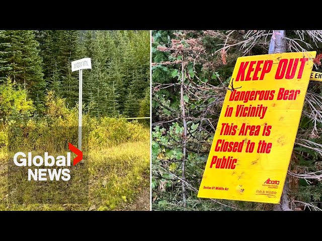 ⁣Bear attack near Alberta-BC border leaves hiker with "extensive injuries"