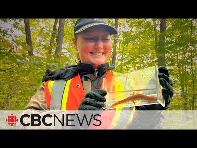 ⁣What it’s like to search for this rare, reclusive salamander