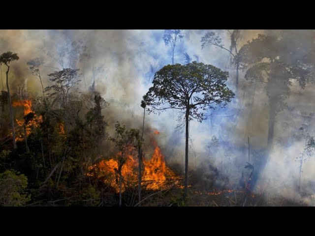 Incendios forestales en Perú: Bosques dañados tardarían hasta 100 años en restaurarse