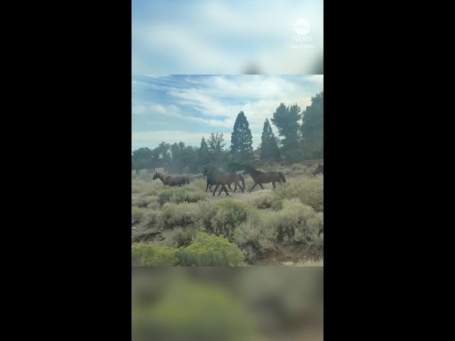 ⁣Wild horses flee Nevada fire