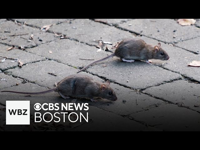 ⁣Boston to collaborate with other cities to combat rat problem