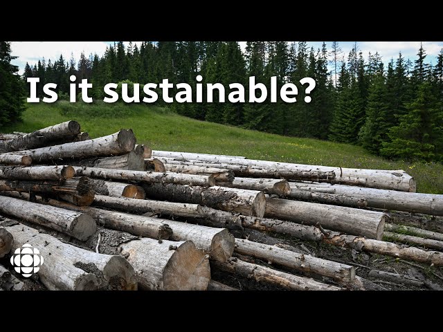 ⁣What’s the real climate cost of logging?