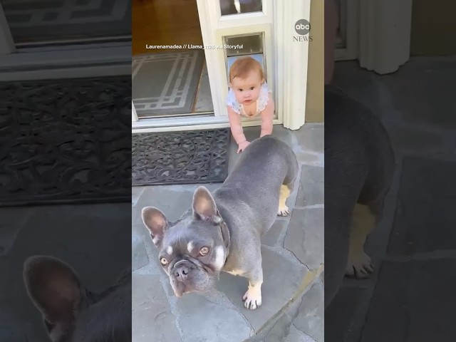 ⁣Baby gets stuck in doggy door after trying to follow pooch outside