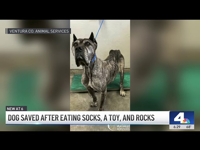 ⁣Dog receives surgery for eating socks and rocks