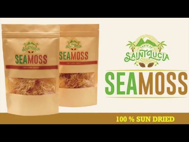 ⁣Seamoss Farmers Now Need Certification To Export