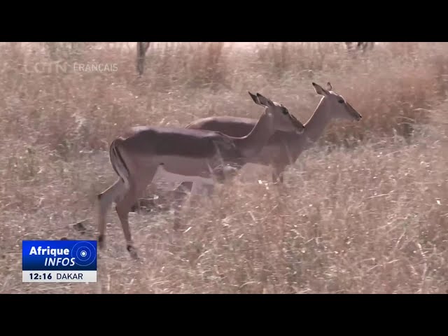 ⁣La Namibie réduit sa population d'animaux sauvages en raison de la sécheresse