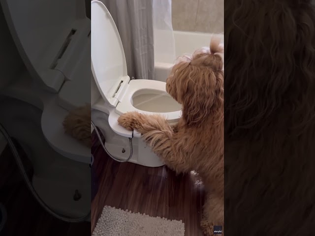 ⁣Dog really digs new bidet, soaks bathroom #Shorts