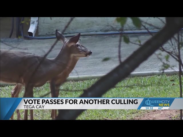 ⁣Tega Cay approves another round of deer culling