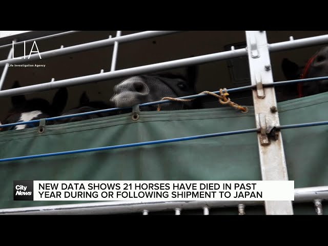 ⁣New data further outlines horrors of live horse exportation