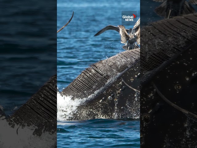 ⁣Seal spotted in whale's mouth off BC coast  #whalewatching