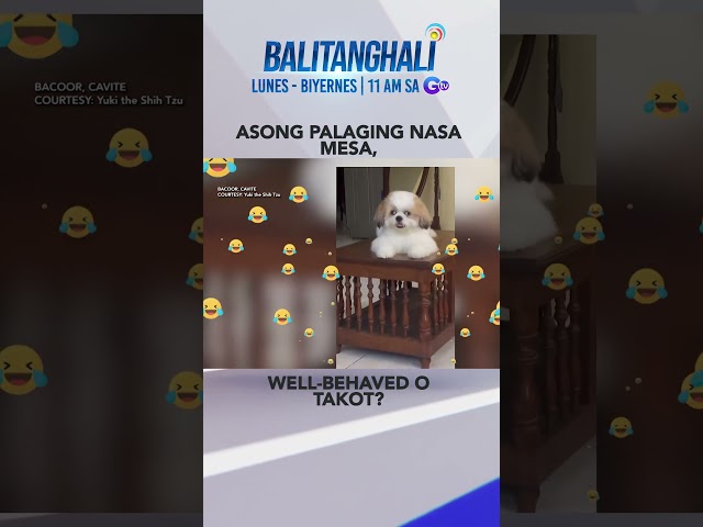 ⁣Asong palaging nasa mesa, kinatuwaan online #shorts | Balitanghali