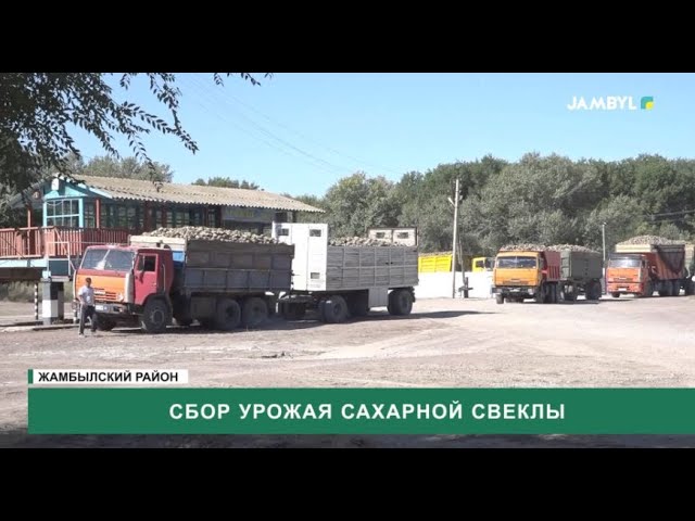 ⁣Сбор урожая сахарной свеклы