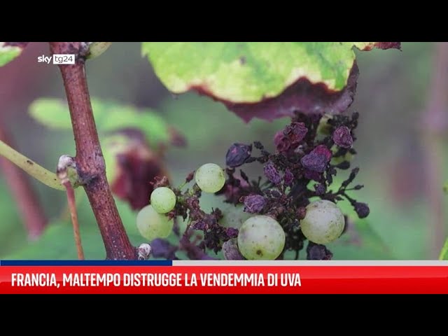 ⁣Francia, maltempo distrugge la vendemmia di uva