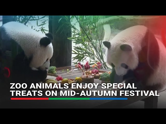 ⁣Zoo animals enjoy special treats on Mid-Autumn Festival