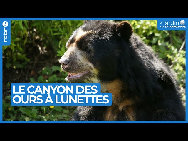 ⁣Le cayon des ours à lunettes en Amérique du Sud - Le Jardin Extraordinaire 