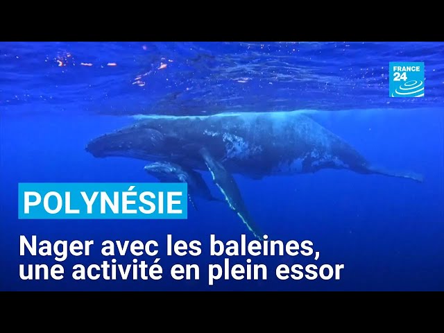 ⁣Polynésie : nager avec les baleines, une activité en plein essor qui inquiète certaines associations