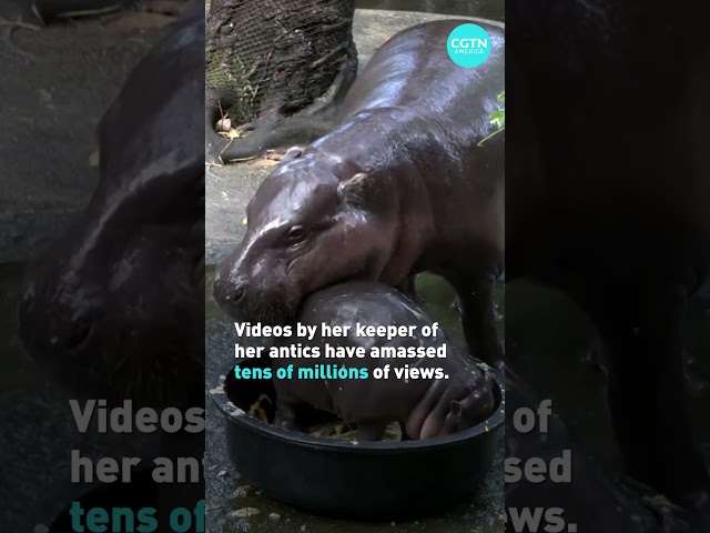 ⁣Thailand’s famous baby hippo packs the zoo