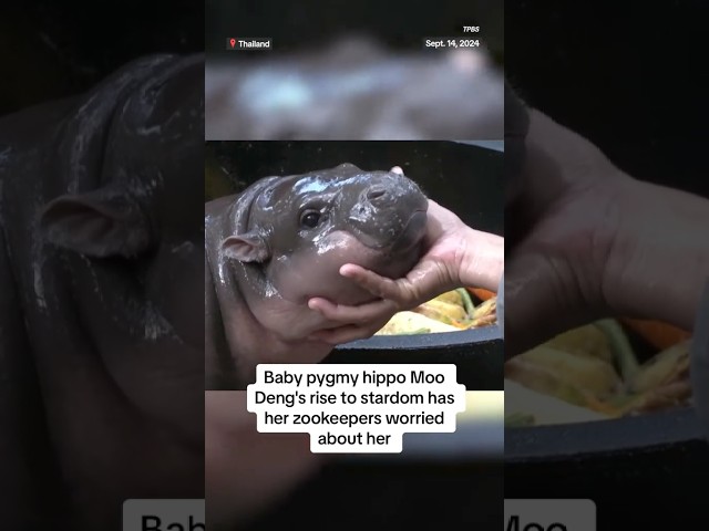 ⁣Baby pygmy hippo Moo Deng's rise to stardom has her zookeepers worried