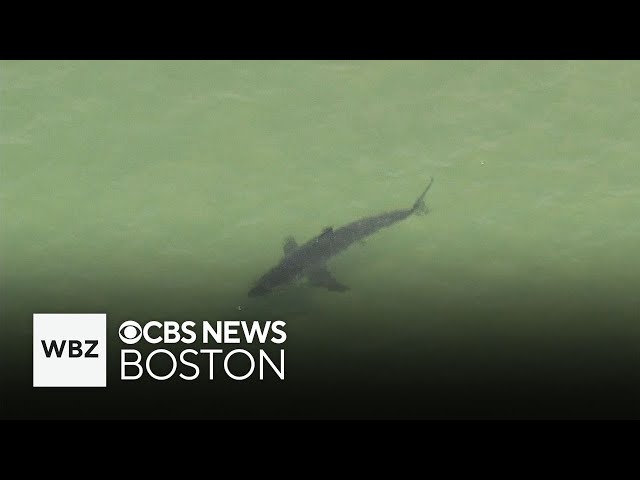 ⁣Great white shark sighting closes Crane Beach in Ipswich