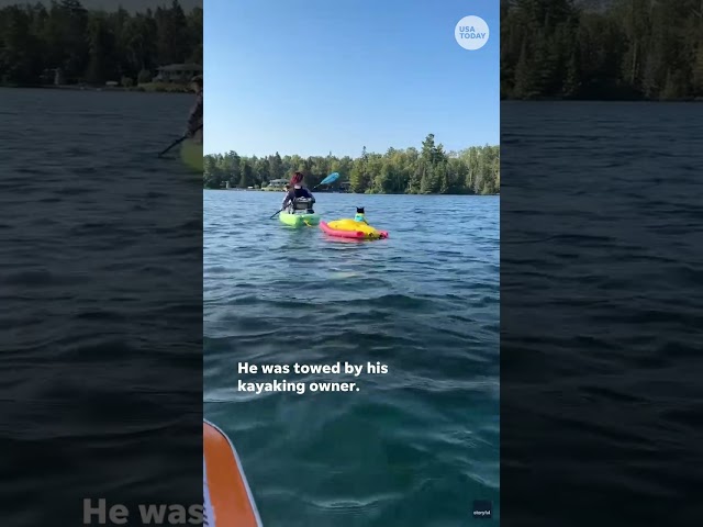 ⁣Cat floats on lake with no fear of water #Shorts