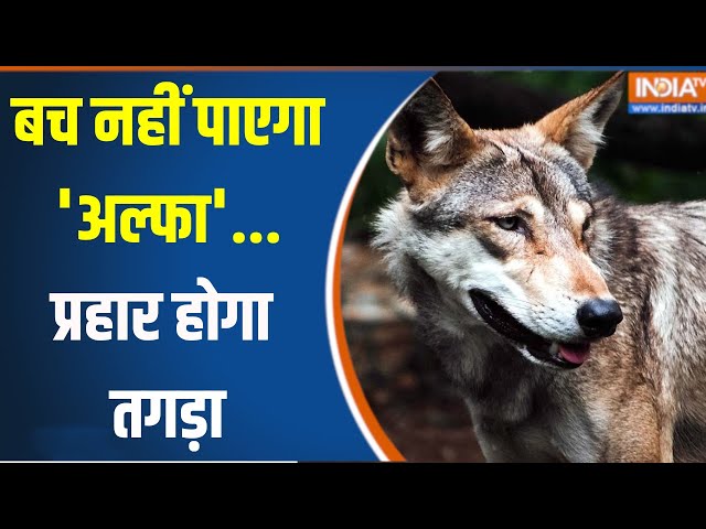 ⁣Wolf Terror In UP :  गांव वालों ने ठानी...'शिकारी' के शिकार की तैयारी | Bahraich | Child K