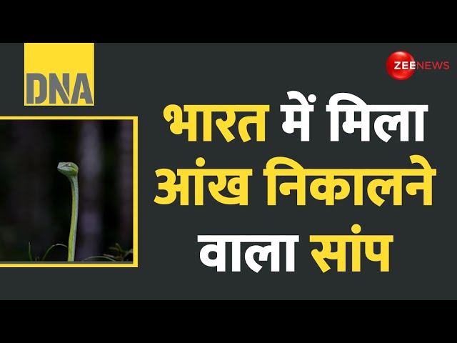 ⁣DNA: भारत में मिला आंख निकालने वाला सांप | Ahaetulla Longirostris | Rare Snake | Green Long Nose