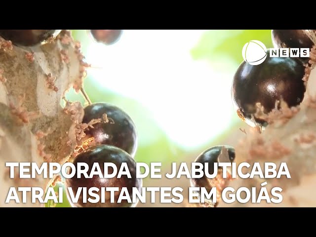 ⁣Temporada de jabuticaba atrai visitantes em Goiás