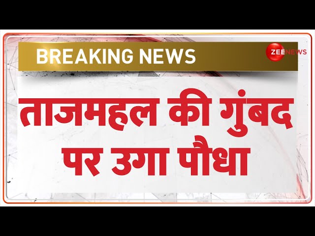 ⁣Zee Speed News: ताजमहल की गुंबद पर उगा पौधा | TajMahal Controversy | ASI | Breaking News | Hindi