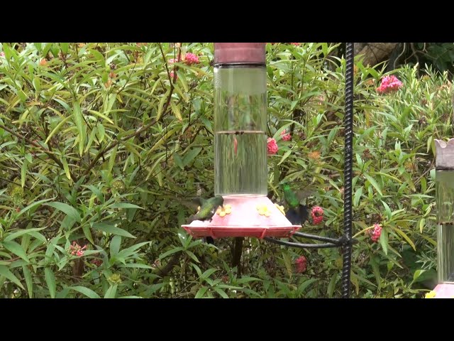 ⁣Feel Good Moment - Hummingbirds At Yerettê