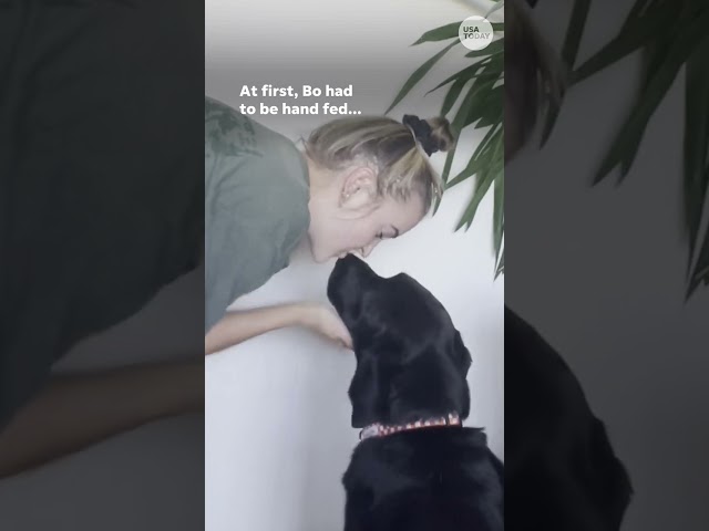 ⁣Rescue dog gets a lot of love at dinner time #Shorts