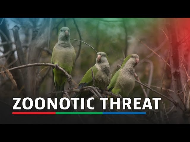 ⁣Parakeet-borne bacteria pose zoonotic threat in Chile | ABS-CBN News