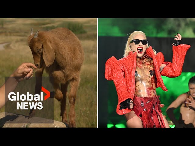 ⁣Meet Lady Gaga: The three-legged goat helping Calgary with eco-friendly weed control