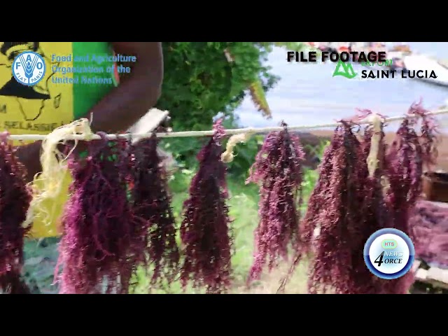 ⁣EXPORT SAINT LUCIA ADDRESSES SEA MOSS FARMERS CONCERNS