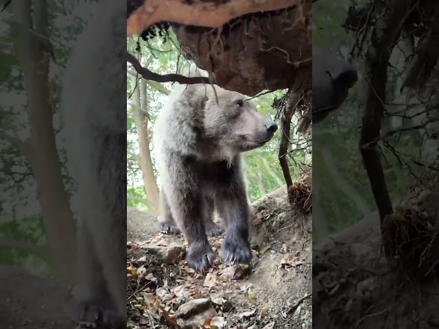 ⁣Bear catches influencer exploring its den #Shorts