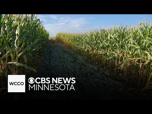 ⁣Minnesota school bus full of students goes off-road