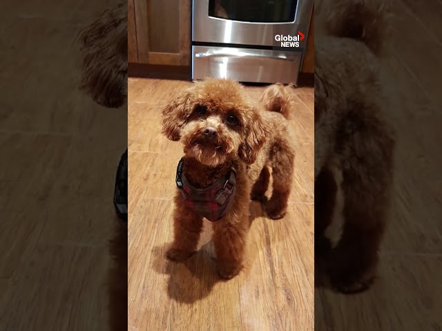 ⁣Feisty toy poodle scares off bear in BC backyard  #dog