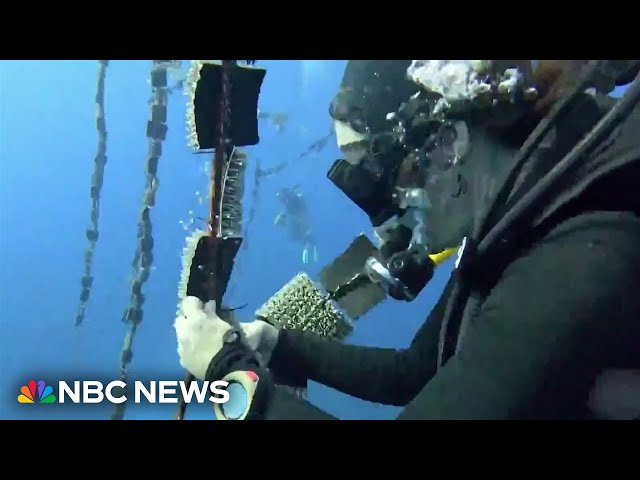 ⁣How researchers in Puerto Rico are working to save coral reefs